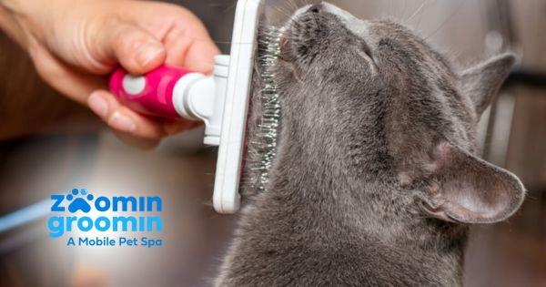 Zoomin Groomin Franchise